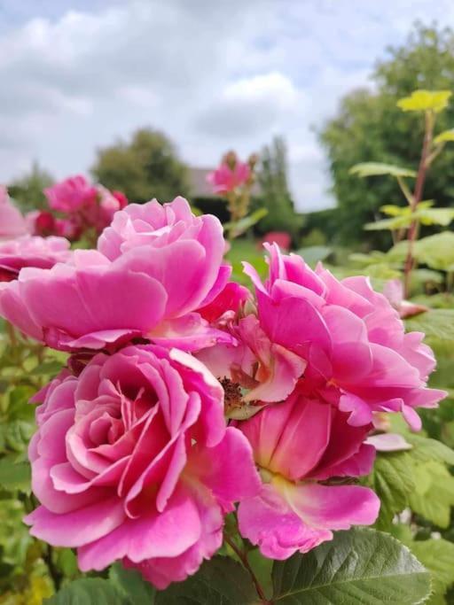 Le Jardin Des Lacs Gite Nature Et Spa Ardres Extérieur photo